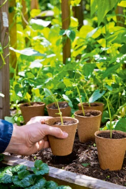 Premium-Saatgut-Düngemittel-Shop -Premium-Saatgut-Düngemittel-Shop 535212 6 cm rund Anzuchttopf 96 Stueck 10091107 1