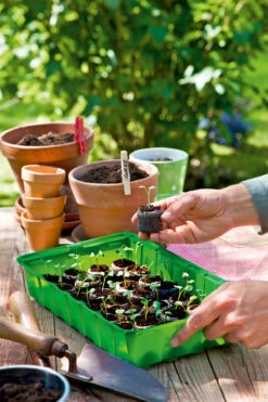 Anzuchthaus M PLUS | Mini-Gewächshaus Von Romberg -Premium-Saatgut-Düngemittel-Shop 535236 Anzuchthaus M PLUS 10094202 3