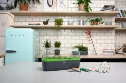 BoQube Gewächshaus &amp; Pflanzkasten L Anthrazit-grün | Zimmergewächshäuser Von Romberg -Premium-Saatgut-Düngemittel-Shop 539702 BoQube Gewaechshaus Farbe anthrazit gru 7