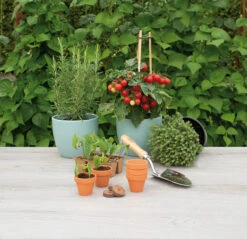 5 X 5,7 Cm Terracotta Töpfe (9 Stück) | Anzuchttöpfe Von Sogo -Premium-Saatgut-Düngemittel-Shop 548518 5 x 5 7 cm Terracotta Toepfe 9 Stueck 887322 sg 3