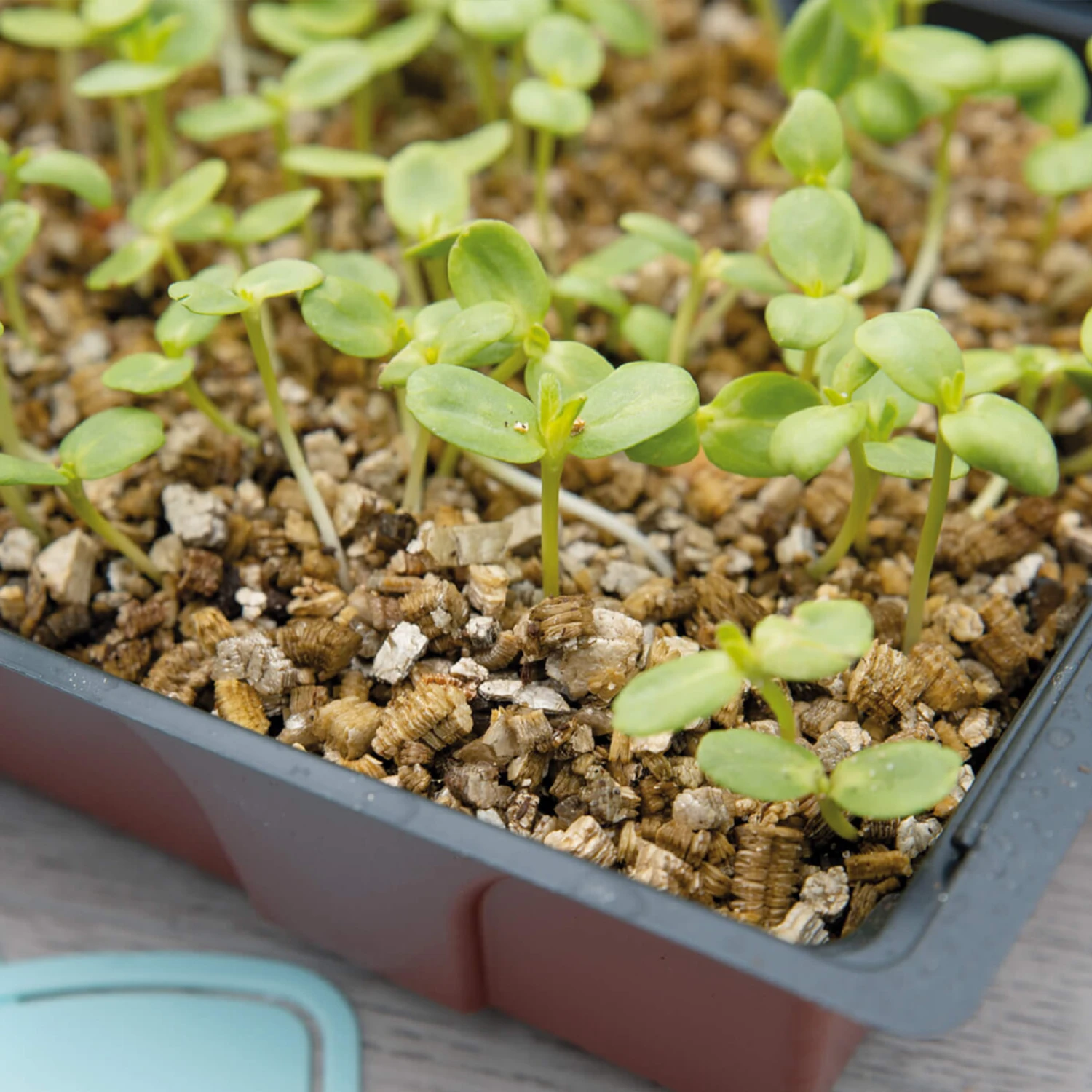 Vermiculit (3,5 L) | Erde & Dünger Von Sogo 2 Vermiculit (3,5 L) | Erde & Dünger Von Sogo – Bild 2