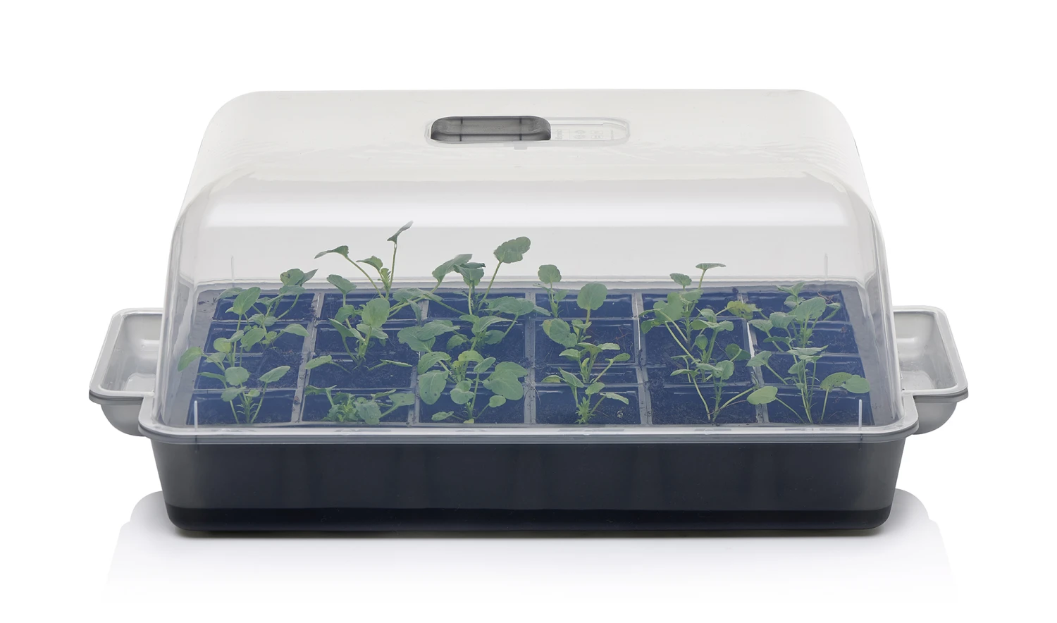 Anzucht-Gewächshaus Easy Water | Zimmergewächshaus Von Clever Pots 9 Anzucht-Gewächshaus Easy Water | Zimmergewächshaus Von Clever Pots – Bild 9