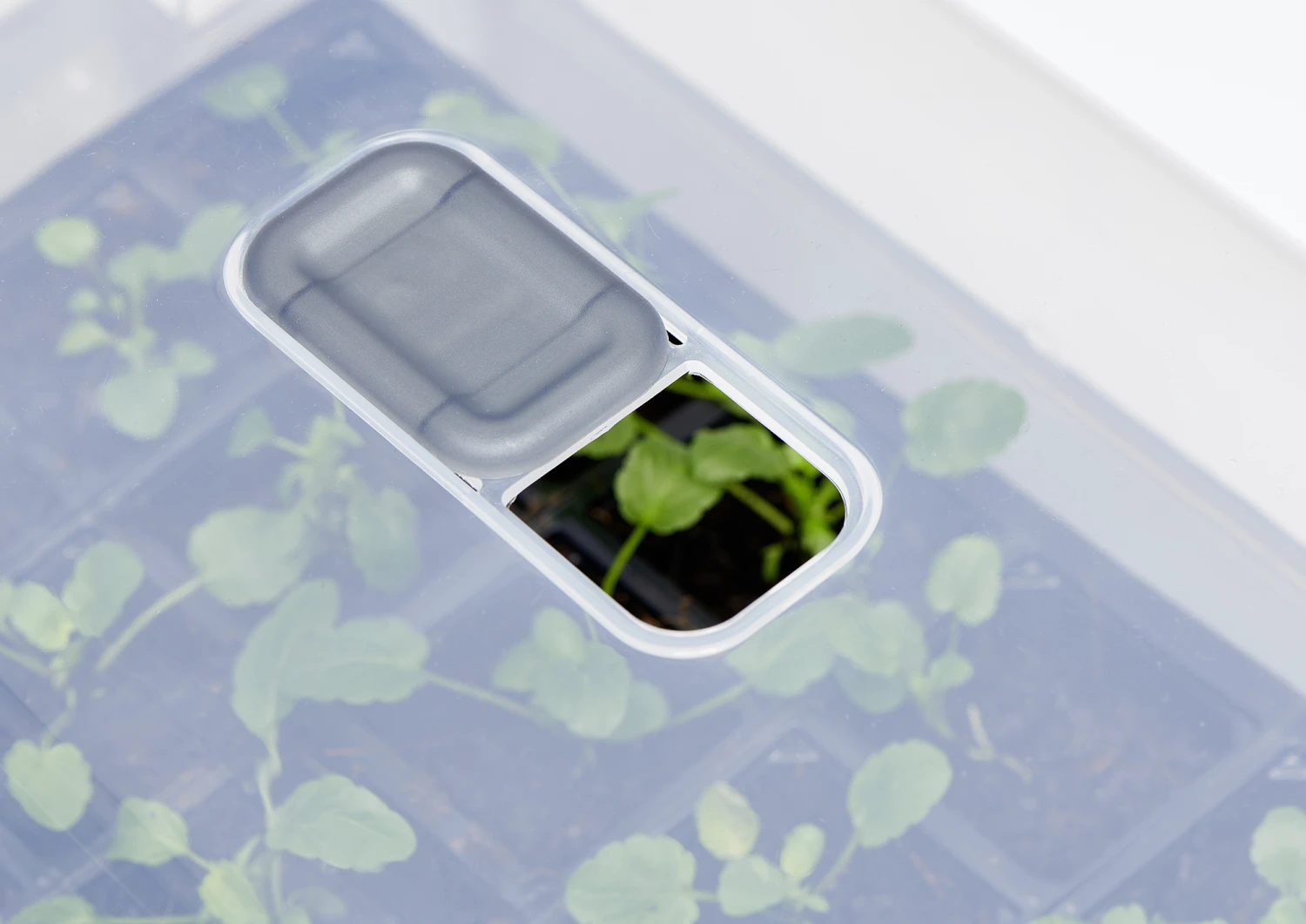 Anzucht-Gewächshaus Easy Water | Zimmergewächshaus Von Clever Pots 4 Anzucht-Gewächshaus Easy Water | Zimmergewächshaus Von Clever Pots – Bild 4