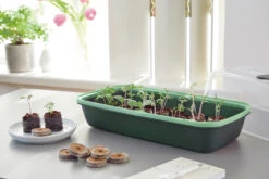 BoQube Anzuchtschale M Moosgrün-schilfgrün | Zimmergewächshäuser Von Romberg
