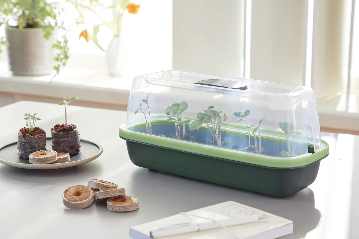 BoQube Anzuchthaube S Moosgrün-schilfgrün | Zimmergewächshäuser Von Romberg 2 BoQube Anzuchthaube S Moosgrün-schilfgrün | Zimmergewächshäuser Von Romberg – Bild 2