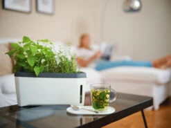 HARRY HERBS Kräutertopf Weiß | Kräutertöpfe Von Gusta Garden -Premium-Saatgut-Düngemittel-Shop 560336 HARRY HERBS weiss 102B10 gg 7