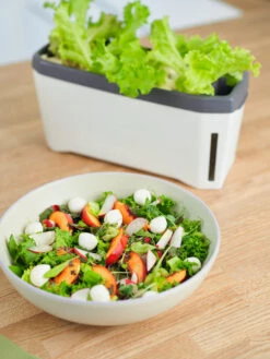 HARRY HERBS Weiß Ohne Haube | Kräutertöpfe Von Gusta Garden -Premium-Saatgut-Düngemittel-Shop 560337 HARRY HERBS weiss ohne Haube 102B20 gg 4