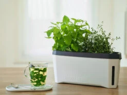 HARRY HERBS Weiß Ohne Haube | Kräutertöpfe Von Gusta Garden -Premium-Saatgut-Düngemittel-Shop 560337 HARRY HERBS weiss ohne Haube 102B20 gg 6