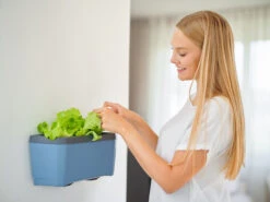 HARRY HERBS Kräutertopf Blau | Kräutertöpfe Von Gusta Garden -Premium-Saatgut-Düngemittel-Shop 560340 HARRY HERBS blau 104B10 gg 3