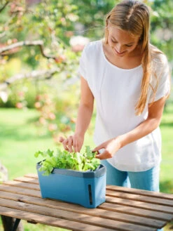 HARRY HERBS Kräutertopf Blau | Kräutertöpfe Von Gusta Garden -Premium-Saatgut-Düngemittel-Shop 560340 HARRY HERBS blau 104B10 gg 4