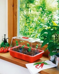 Zimmergewächshaus Veggie | Zimmergewächshaus Von Romberg -Premium-Saatgut-Düngemittel-Shop 832 1